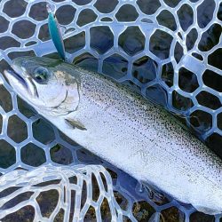 10/23　でっかいロックトラウトをキャッチ！ ～フィッシングパーク高島の泉～